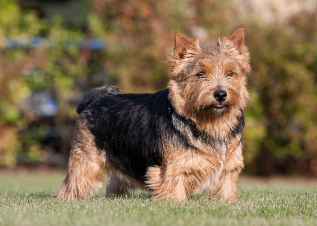 #62. Norwich terrier